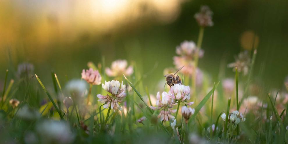 Der Verlust von Lebensräumen macht Wildbienen das Überleben schwer. Etwa die Hälfte der rund 500 Arten soll bedroht sein.