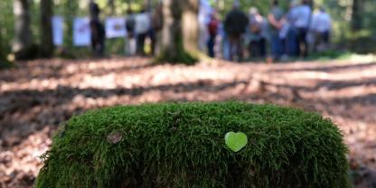 Kleines grünes Herz auf Moos im Wald