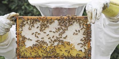 Wenn die Waben mit Honig gefüllt sind, werden diese mit einer dünnen Wachsschicht verschlossen.