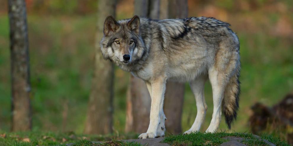 Ein Wolf im Wald (Symbolfoto): Ein Bündnis in Deutschland fordert, den Jagddruck auf das Raubtier zu erhöhen.