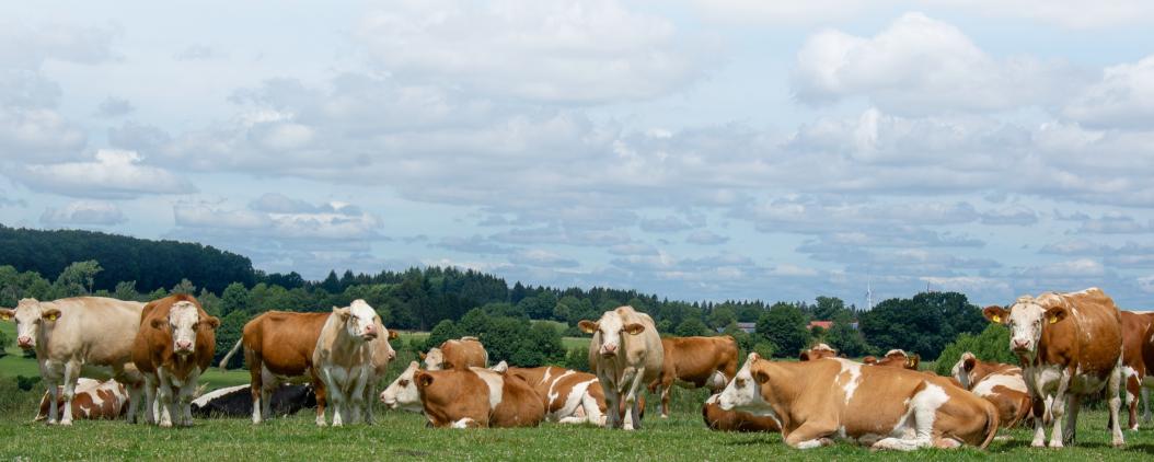 Auf einer grünen Weide mit Wald und blauem Himmel im Hintergrund stehen und liegen Fleckvieh-Rinder in einer großen Herde. 