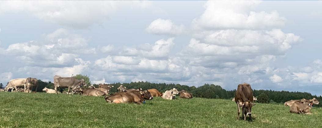 Auf einer grünen Weide mit Wald und blauem Himmel im Hintergrund stehen und liegen Braunvieh-Rinder in einer großen Herde. 