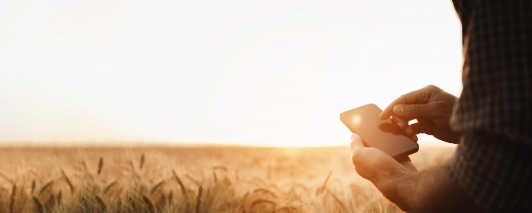 Auf einem reifen Kornfeld steht ein Mensch, von dem man nur Arme und Hände sieht und hält ein Smartphone in der Hand, auf dem er tippt.