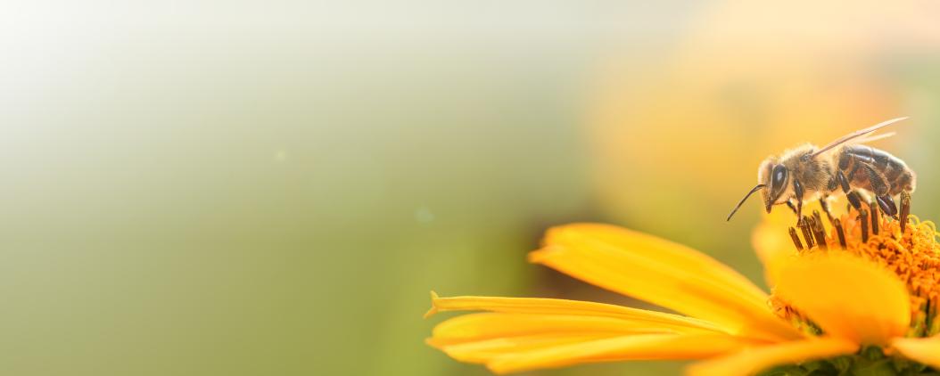 Von einer gelben Blüte sammelt eine Biene Pollen. Der Hintergrund ist grün verschwommen mit weiteren gelben Blüten. 
