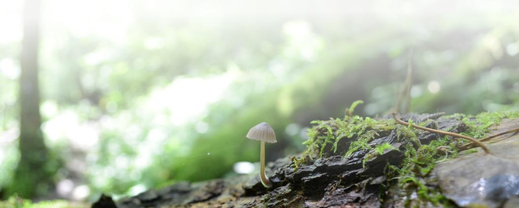 In einem grünen Wald wächst aus einem mit Moos bewachsenen Felsen ein kleiner Pilz. 