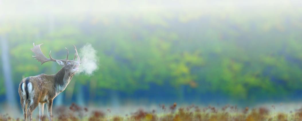 Vor einem Laubwald steht ein Hirsch mit großem Geweih. In der kalten Luft ist eine große, weiße Atemwolke des Tieres zu sehen. 