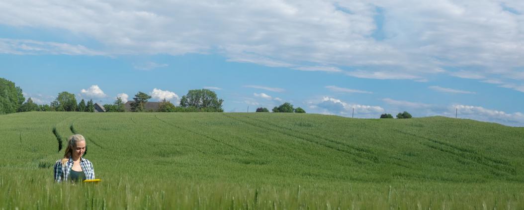 Auf einem noch grünen Kornfeld läuft eine Frau mit einem Tablet in der Hand. Sie ist bis zum Bauch von Korn versteckt. Im Hintergrund sind Bäume und blauer Himmel.