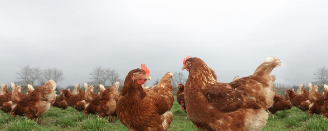 Auf einer Wiese steht eine Gruppe Hühner mit braunem Gefieder
