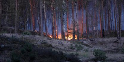Waldbrand in Kiefern und Birken, Symbolbild