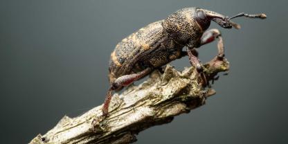 Der Große brauner Rüsselkäfer oder Fichtenrüsselkäfer kann 1,4 cm lang werden kann an jungen Nadelbäumen erhebliche Schäden anrichten