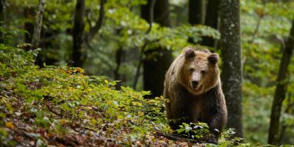 Rund 15 Minuten wurde ein Wanderer in Italien von einem Bären verfolgt.