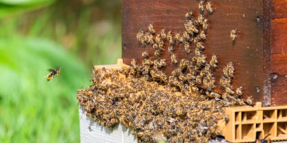 Honigbienen sind beliebte Beute von der Asiatischen Hornisse.