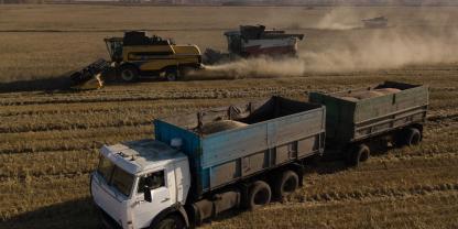 Getreideernte in Russland. LkWs fahren das Erntegut vom Acker.