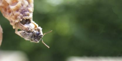 Bis zum Schlupf kann sich eine Bienenkönigin über drei Wege mit Viren infizieren.