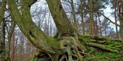 Buchenskulptur aus zwei verwachsenen Bäumen mit drei Stämmen im Nationalpark Darß (Mecklenburg-Vorpommern)