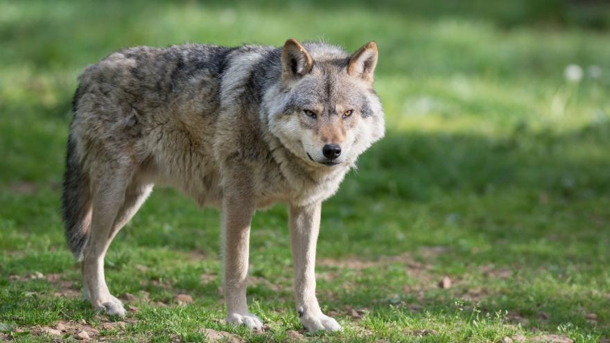 Jagdzeit für den Wolf seit Juli