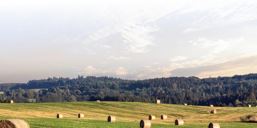 Blick auf ein Feld, auf dem viele Rundballen verteilt sind. Am Horizont ist eine große Waldfläche.