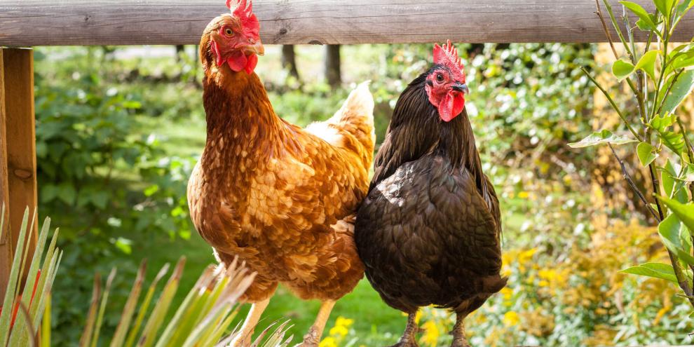 Haben Sie genügend Platz für Hühner im Garten? Planen Sie genügend Fläche ein, schließlich soll es dem sympathischen Federvieh an nichts fehlen.