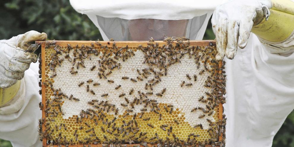 Wenn die Waben mit Honig gefüllt sind, werden diese mit einer dünnen Wachsschicht verschlossen.