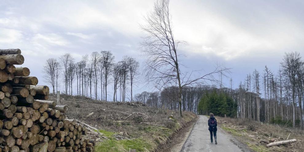 Bei Waldspaziergängen fallen seit 2018 vor allem große Schäden und kahle Flächen auf
