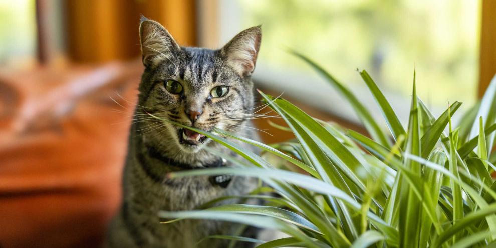 Giftige Zimmerpflanzen können für Katzen gefährlich werden. Achten Sie als Katzenbesitzer am besten schon beim Kauf darauf, ungigtige Zimmerpflanzen zu erwerben.