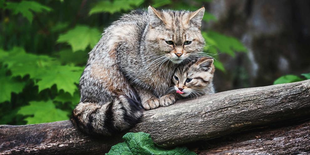 In Österreich häufen sich Sichtungen von Wildkatzen.