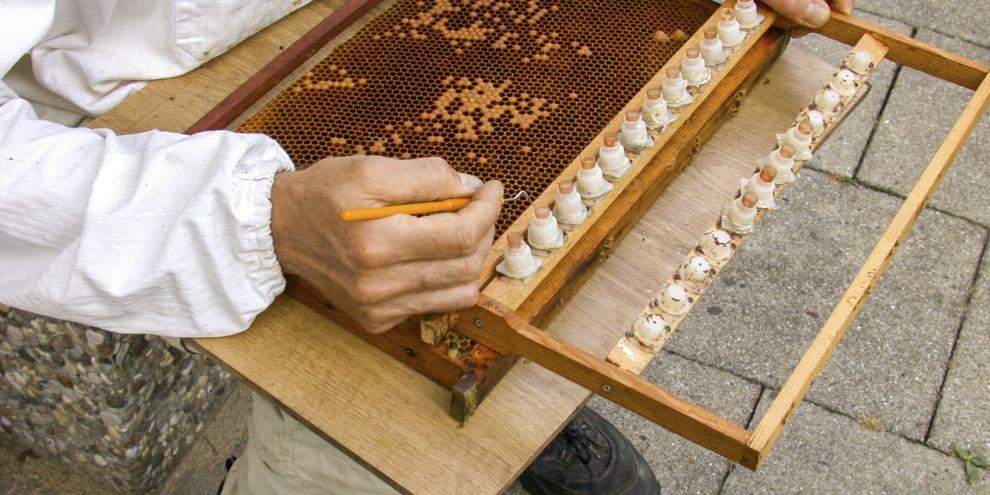 Mit einer Unterlage für die Wabe und den Zuchtrahmen und guten Lichtverhältnissen (keine direkte Sonne) gelingt das Umlarven auch direkt am Bienenstand.