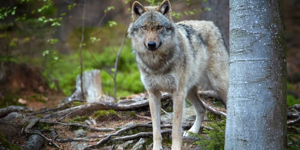 Wolf im Wald