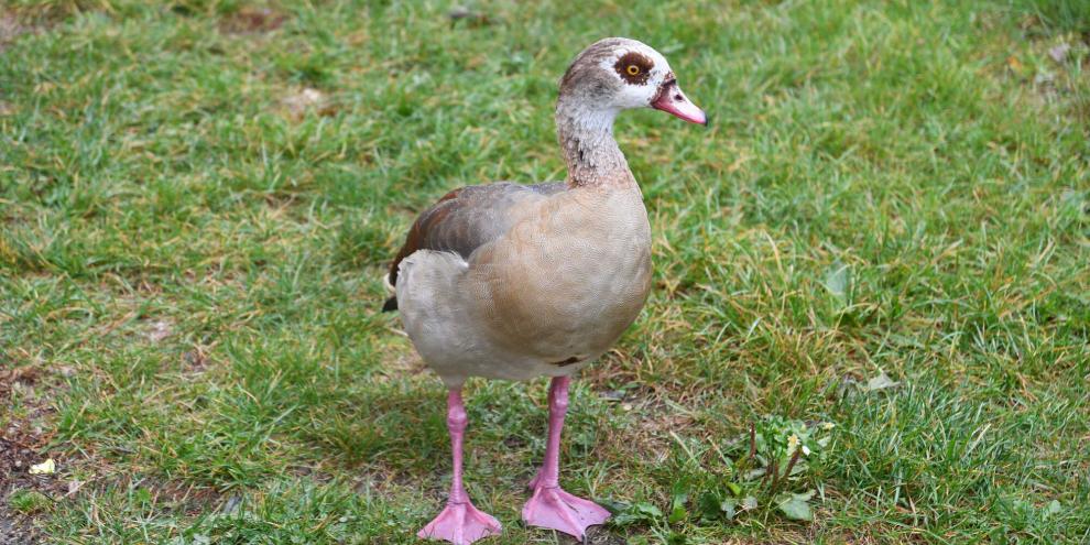 In der hessischen Landeshauptstadt Wiesbaden werden die Nilgänse zusehend zu einer Plage.