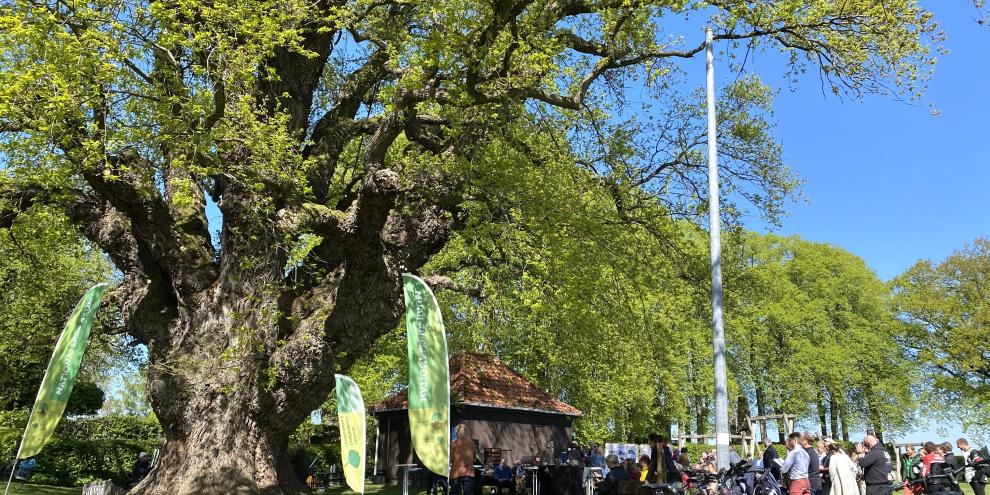 Der 450-jährige Nationalerbe-Baum "Dicke Eiche" in Südniedersachsen ist Wahrzeichen, Treffpunkt und Spielort, seit Generationen.