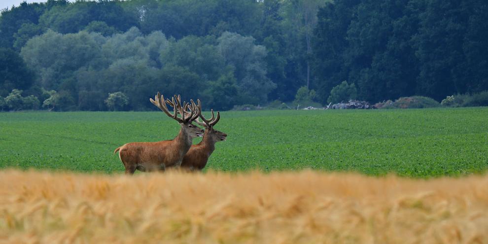 Die umstrittene Sommerschonzeit könnte in Brandenburg – zumindest teilweise – bald der Vergangenheit angehören.