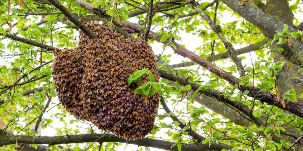 AdobeStock_111968408 Bienenschwarm
