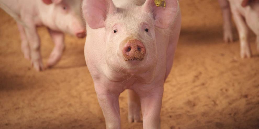 In den USA werden jetzt genomeditierte Schweine zugelassen, sie sollen gegen PRRS-Viren resistent sein.