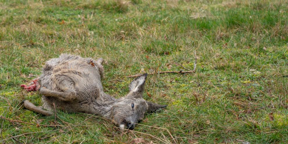 Ein Reh wurde von einem Hund nahe Damp gerissen. Der Hundehalter flüchtete (Symbolbild).