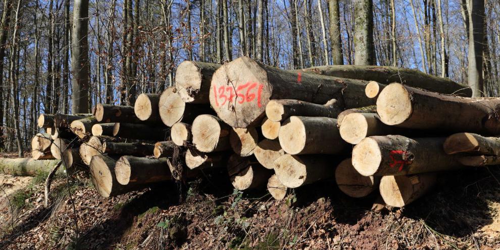 Der Diebstahl von Holz aus deutschen Wäldern bleibt ein Problem. Die Forstämter kämpfen gegen die Kriminellen - mit Kontrollen und GPS. (SYMBOLBILD)