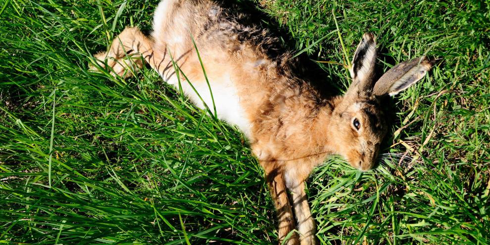 Neben Feldhasen können auch Wildkaninchen an der Tularämie erkranken.
