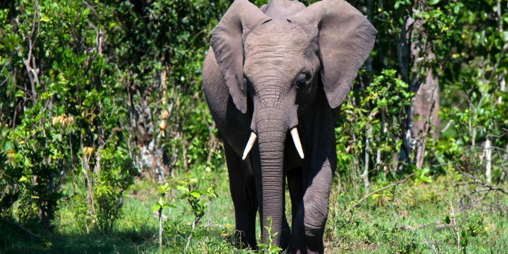 Auch wenn der Waldelefant der Megafauna wenig mit den heutigen Waldelefanten zu tun hat, gibt es doch Gemeinsamkeiten: Etwa die geraden Stoßzähne.