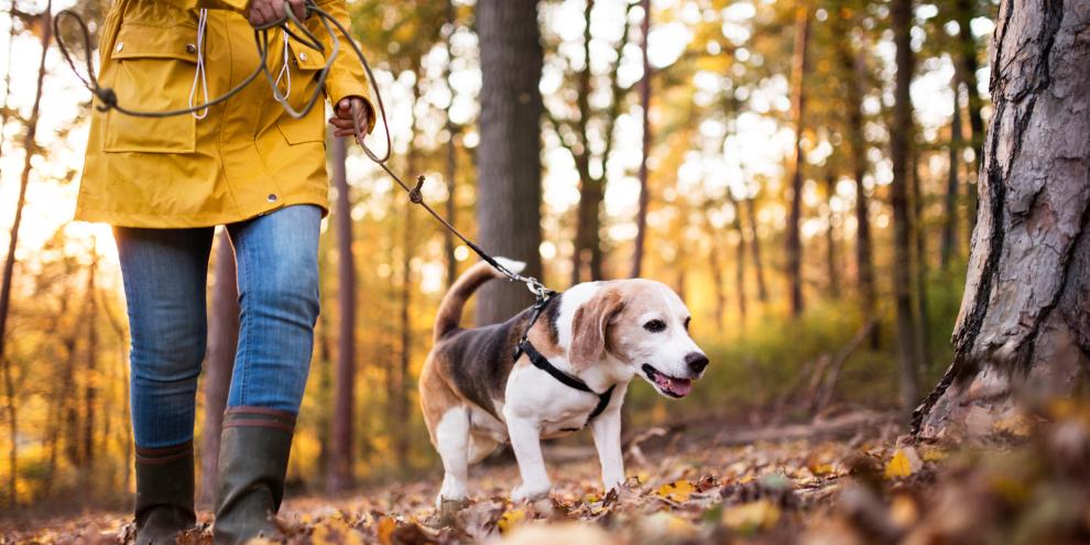 Auch angeleinte Hunde können Wildtiere im Wald erheblich stören.