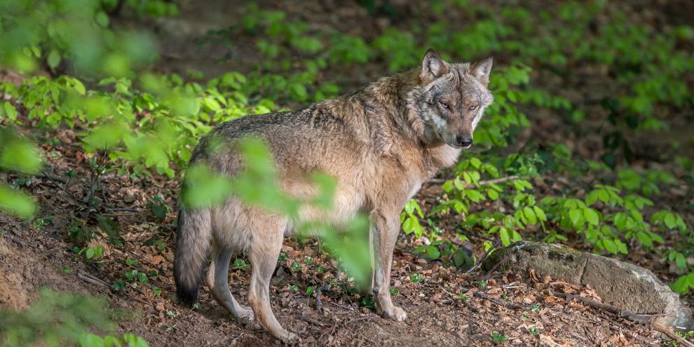 Der Wolfsbestand in Nordrhein-Westfalen ist laut einer Studie in freier Natur bislang nicht mit Haushunden vermischt worden (Symbolbild).