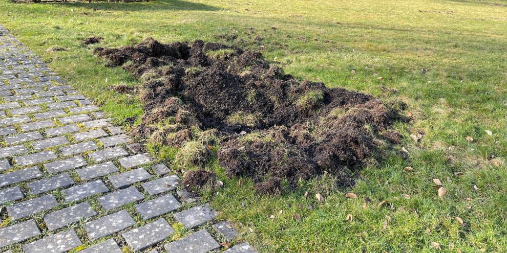 Die Spuren eines Wildschweinbesuchs erfreuen keinen Gartenbsitzer.