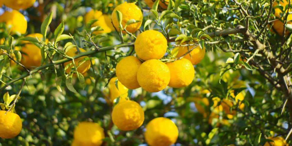 Yuzu sind begehrte Zitrusfrüchte aus Japan. In Deutschland gibt es sie meist als Kübelpflanze.