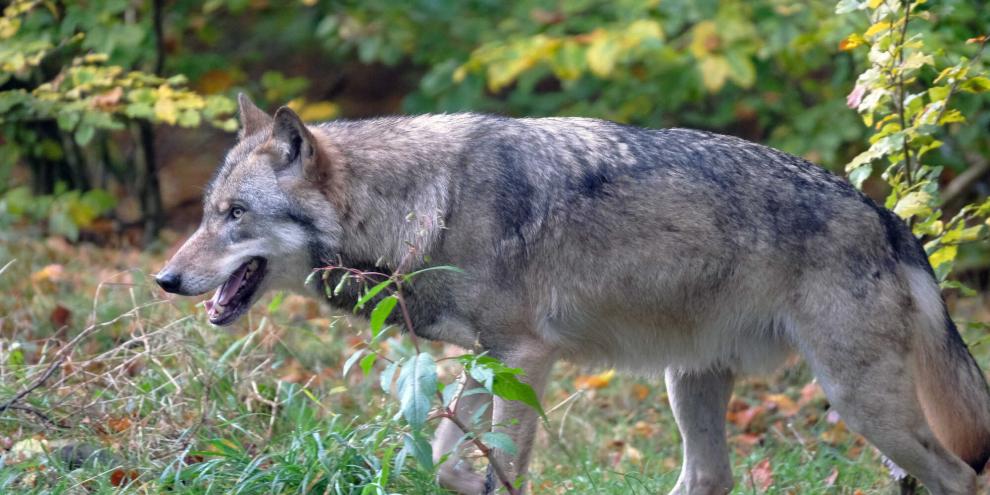 Die Tage des strengen Wolfschutzes in der EU sind gezählt.