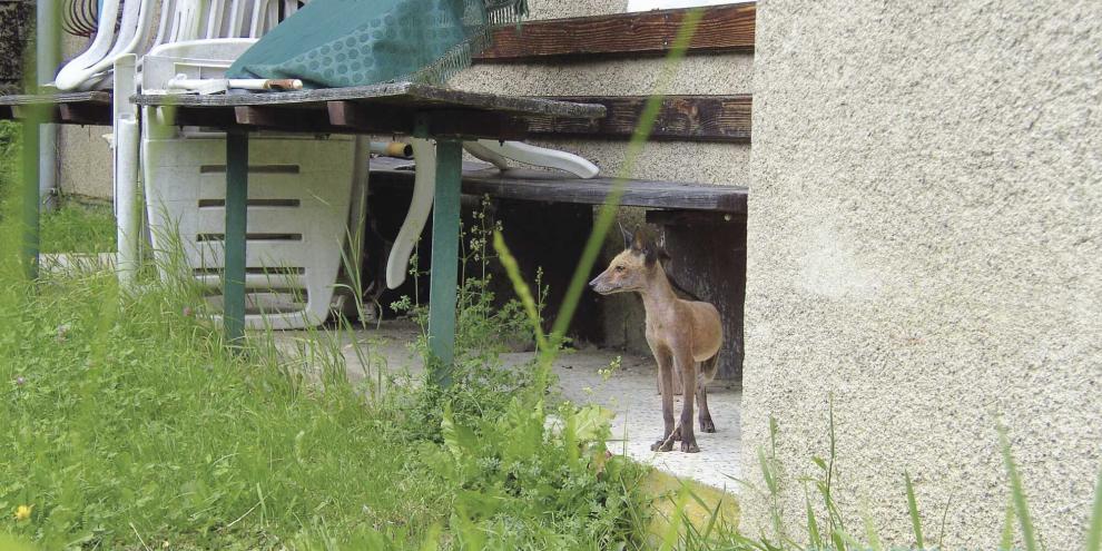 Der Samsonfuchs ist eine genetische Variante des Rotfuchses.