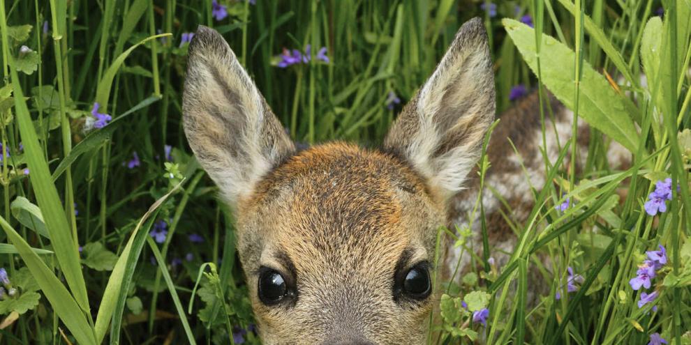 Nicht nur Fuchs und Witterung sind für die jungen Kitze gefährlich.