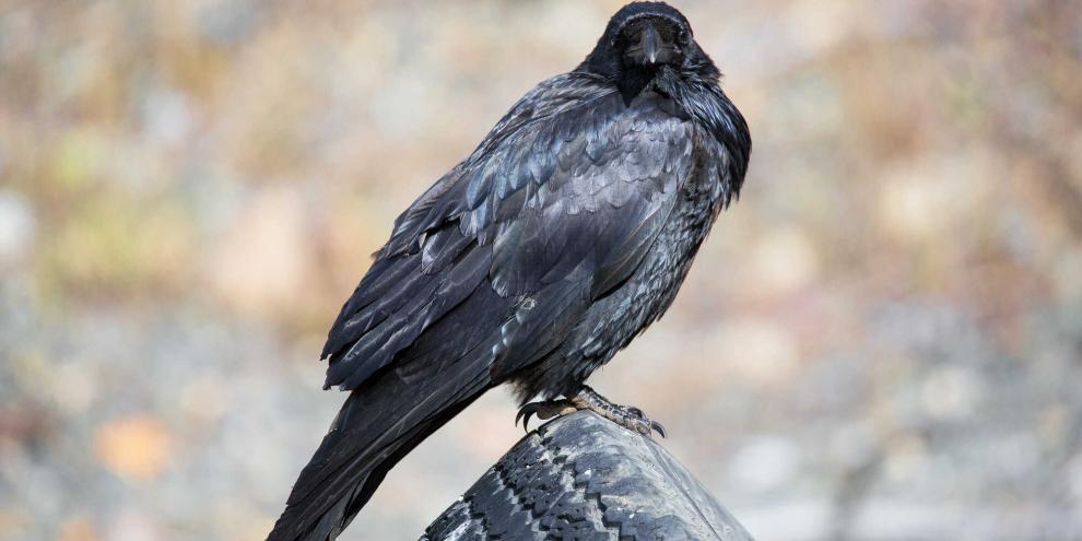 Rabenvögel verursachen Fraßschäden in der Landwirtschaft. Besonders Silos sind davon häufig stark betroffen (Symbolbild).