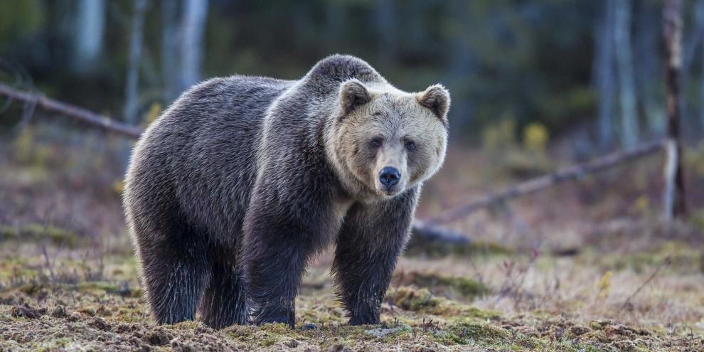 In der Schweiz ist Meister Petz im Kanton Graubünden unterwegs.
