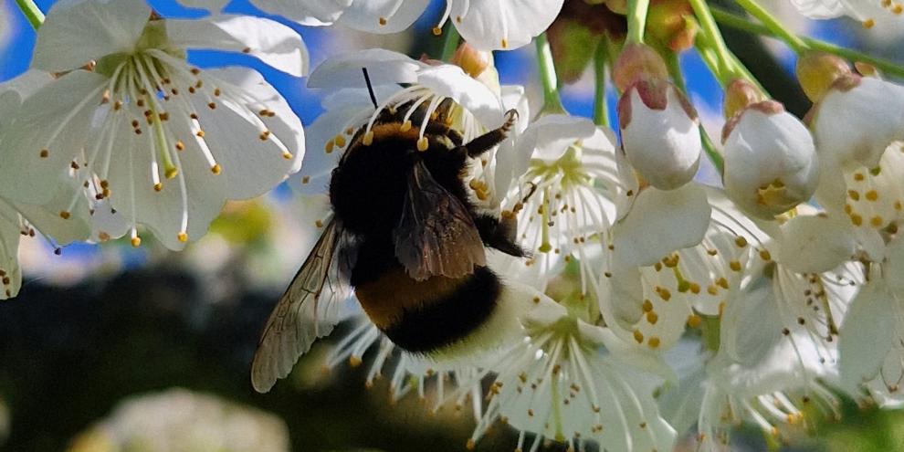 Hummeln bestäuben pro Flugstunde mehr Blüten als viele andere Insekten.