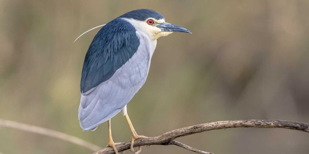 Der Nachtreiher war in Mitteleuropa früher ein häufiger Brutvogel, heute gibt es hierzulande nur noch wenige Brutpaare.