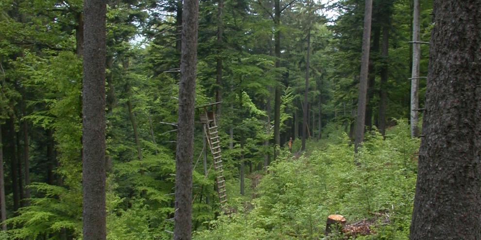 Altbestand im Voranbau Tanne 