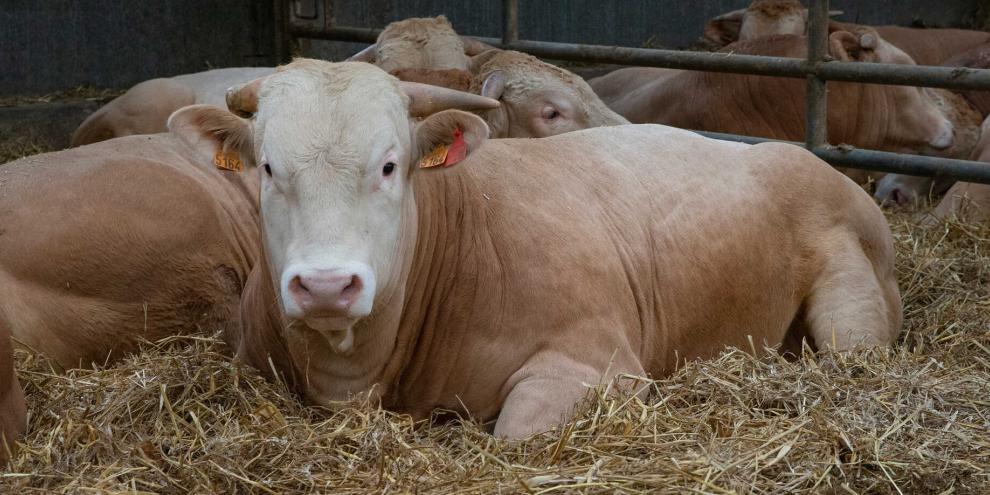 Der Landwirt entdeckt immer wieder zur gleichen Zeit auf den Rücken seiner Bullen Blutspuren. (Symbolbild)